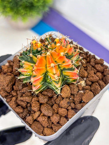 Gymnocalycium Ladybug (gy23) (2) | Special Hybrid cactus