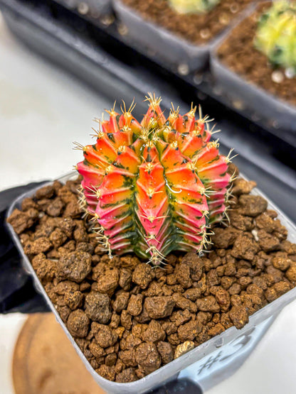 Gymnocalycium Ladybug (gy23) (3) | Special Hybrid cactus