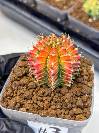 Gymnocalycium Ladybug (gy23) (3) | Special Hybrid cactus