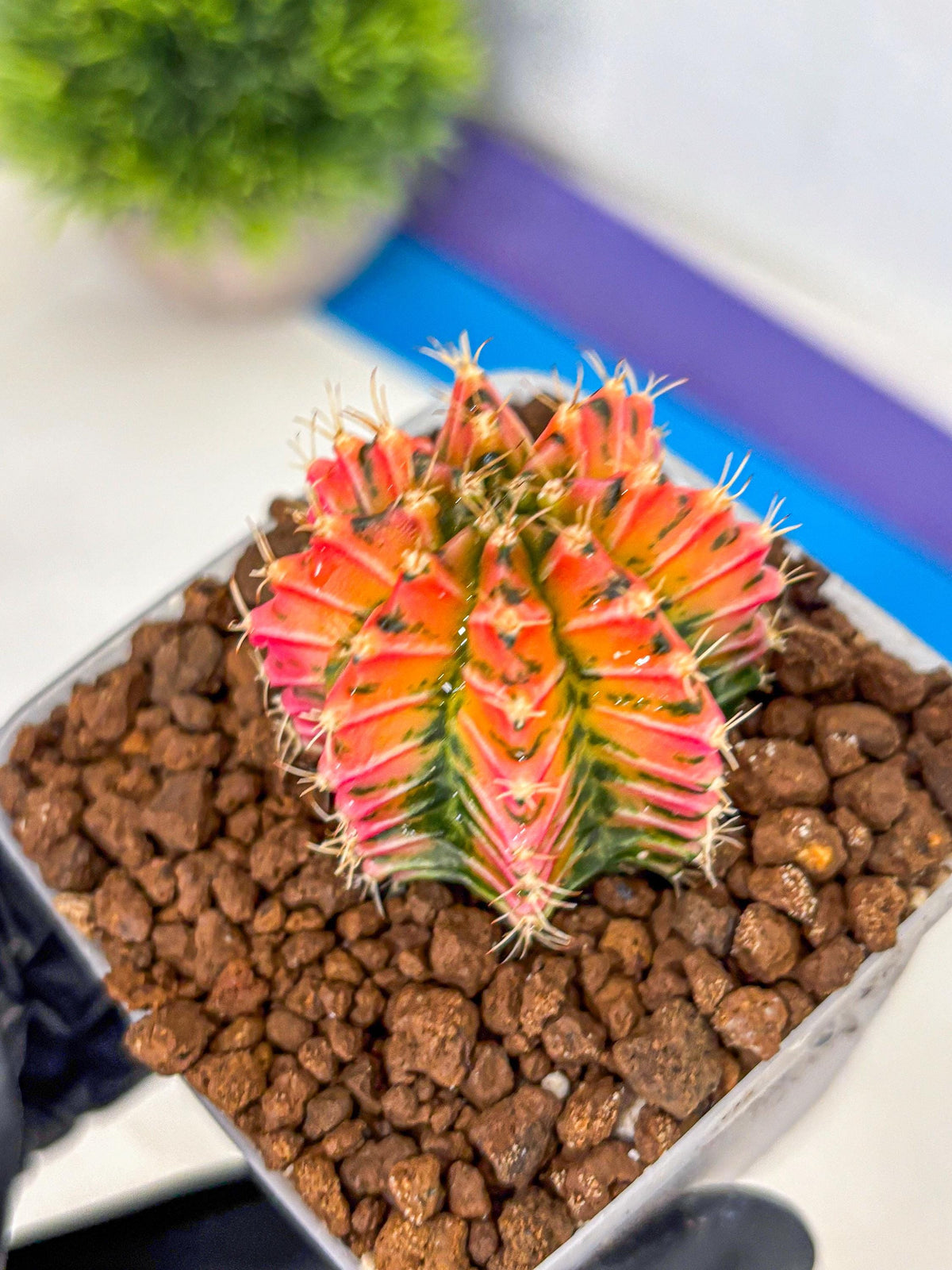 Gymnocalycium Ladybug (gy23) (3) | Special Hybrid cactus