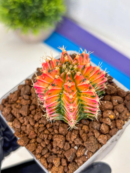 Gymnocalycium Ladybug (gy23) (3) | Special Hybrid cactus