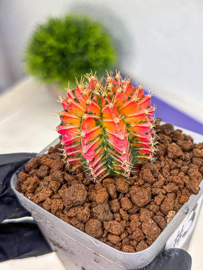 Gymnocalycium Ladybug (gy23) (3) | Special Hybrid cactus