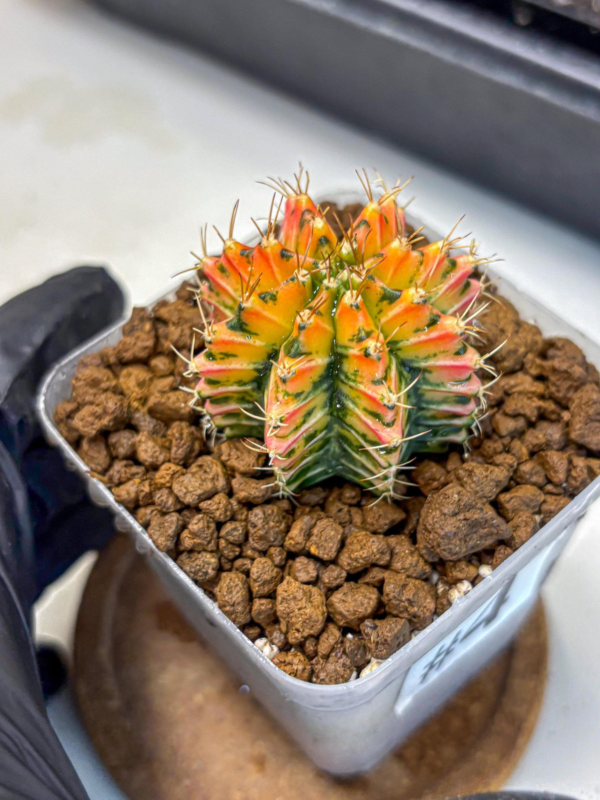 Gymnocalycium Ladybug (gy23) (4) | Special Hybrid cactus
