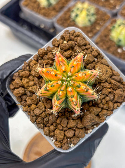 Gymnocalycium Ladybug (gy23) (4) | Special Hybrid cactus