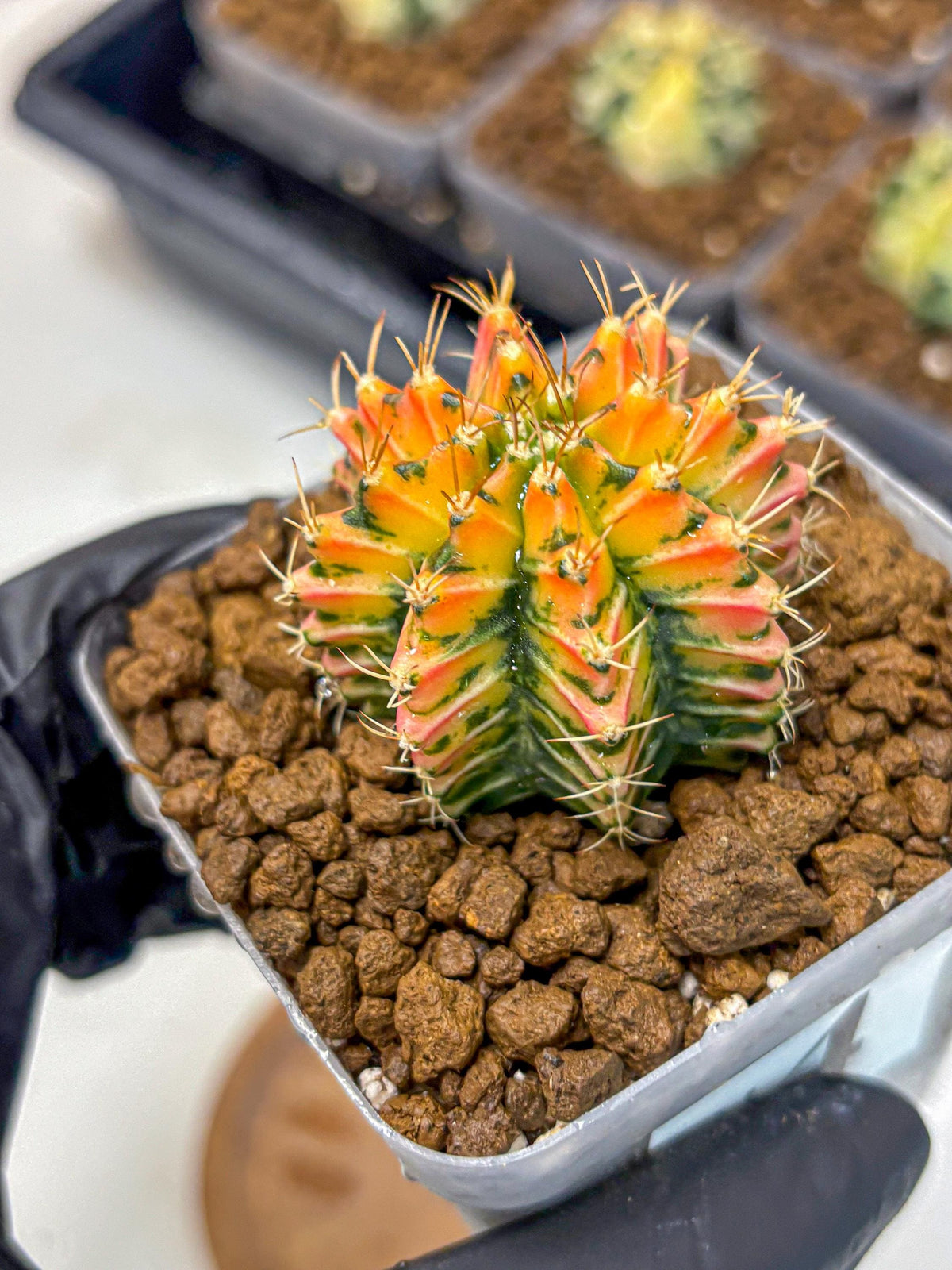Gymnocalycium Ladybug (gy23) (4) | Special Hybrid cactus