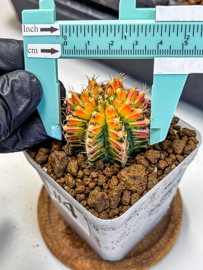 Gymnocalycium Ladybug (gy23) (4) | Special Hybrid cactus