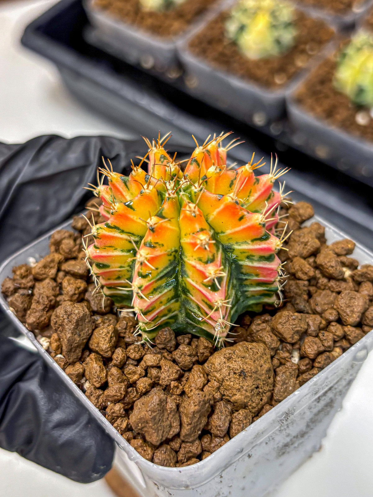 Gymnocalycium Ladybug (gy23) (4) | Special Hybrid cactus