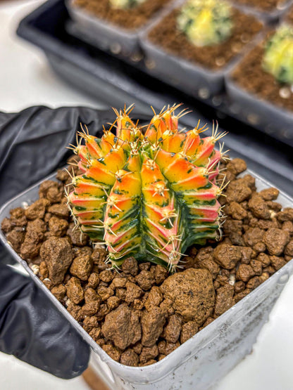 Gymnocalycium Ladybug (gy23) (4) | Special Hybrid cactus