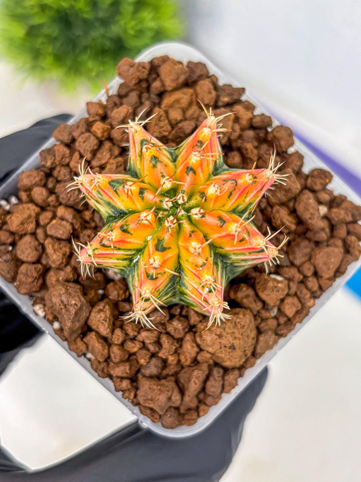 Gymnocalycium Ladybug (gy23) (4) | Special Hybrid cactus