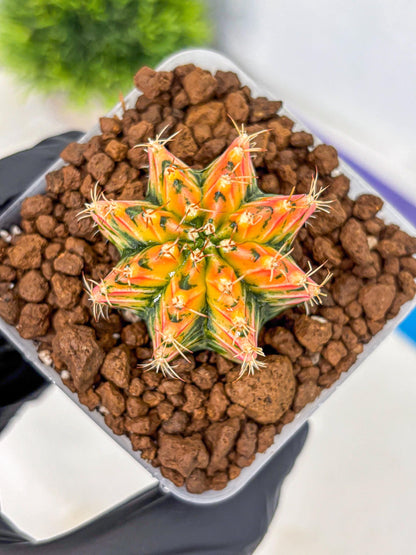 Gymnocalycium Ladybug (gy23) (4) | Special Hybrid cactus