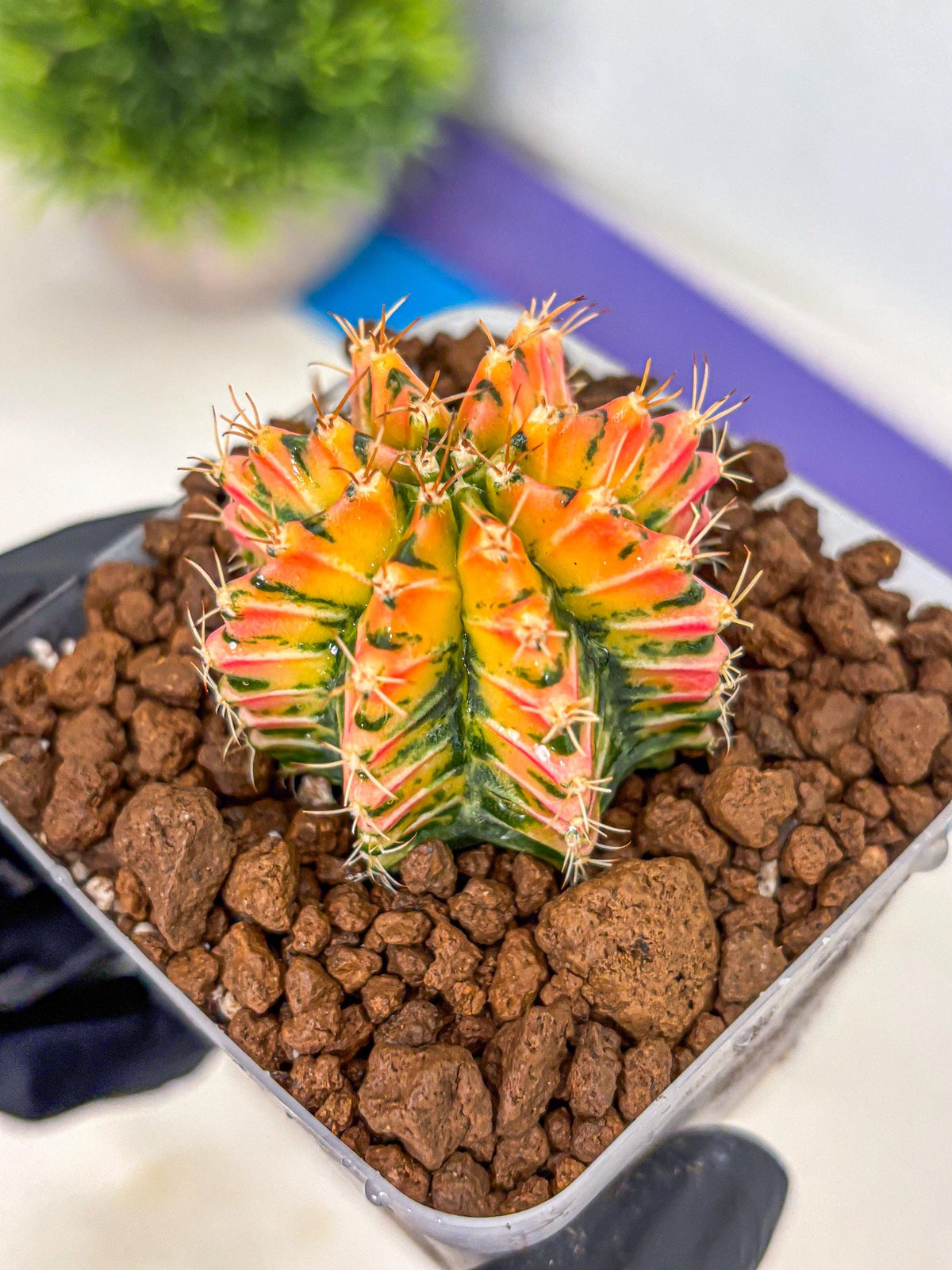 Gymnocalycium Ladybug (gy23) (4) | Special Hybrid cactus