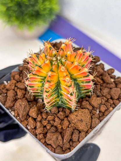 Gymnocalycium Ladybug (gy23) (4) | Special Hybrid cactus