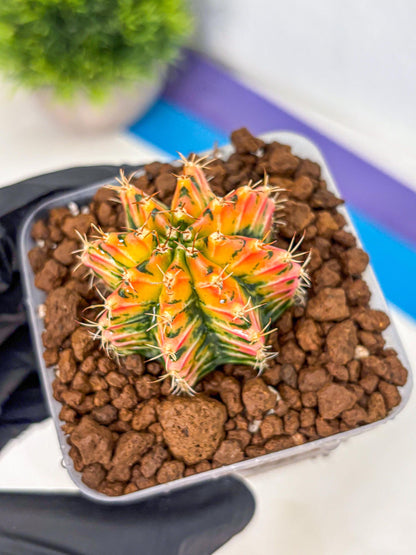 Gymnocalycium Ladybug (gy23) (4) | Special Hybrid cactus