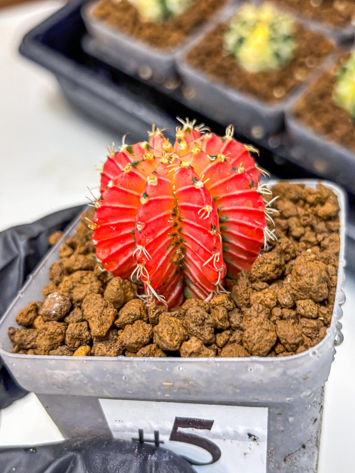 Gymnocalycium Crystal Jelly (gy23) (5) | Special Hybrid cactus