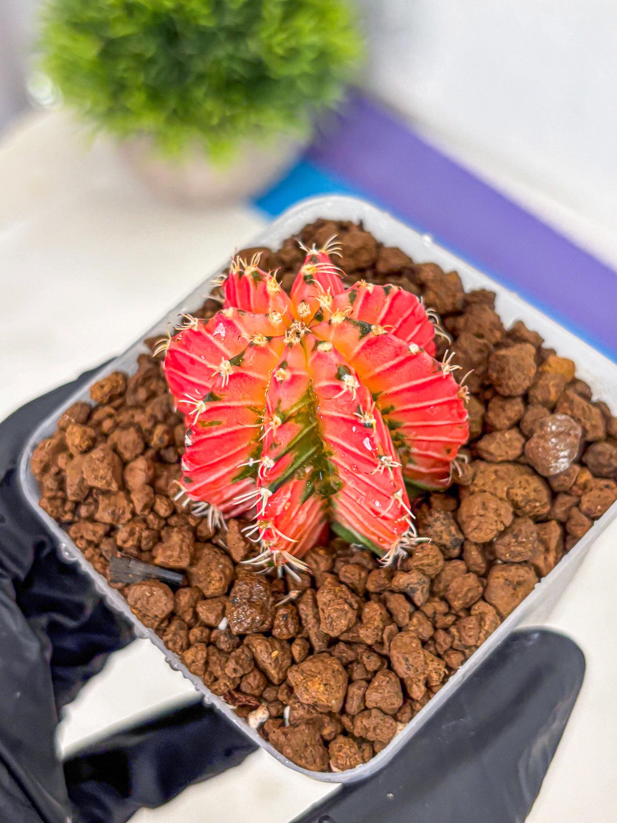 Gymnocalycium Crystal Jelly (gy23) (5) | Special Hybrid cactus
