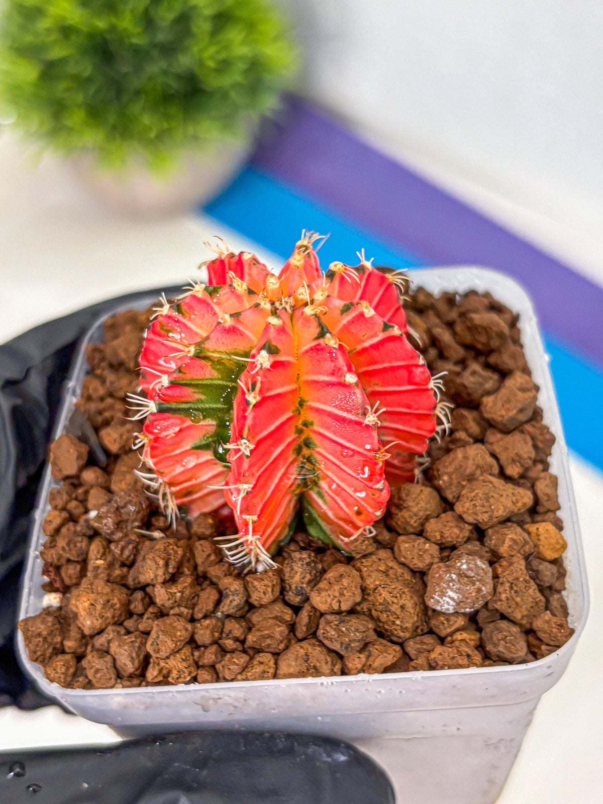 Gymnocalycium Crystal Jelly (gy23) (5) | Special Hybrid cactus