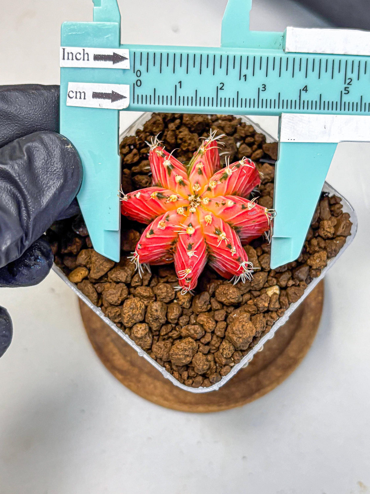 Gymnocalycium Crystal Jelly (gy23) (5) | Special Hybrid cactus