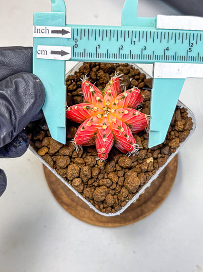 Gymnocalycium Crystal Jelly (gy23) (5) | Special Hybrid cactus