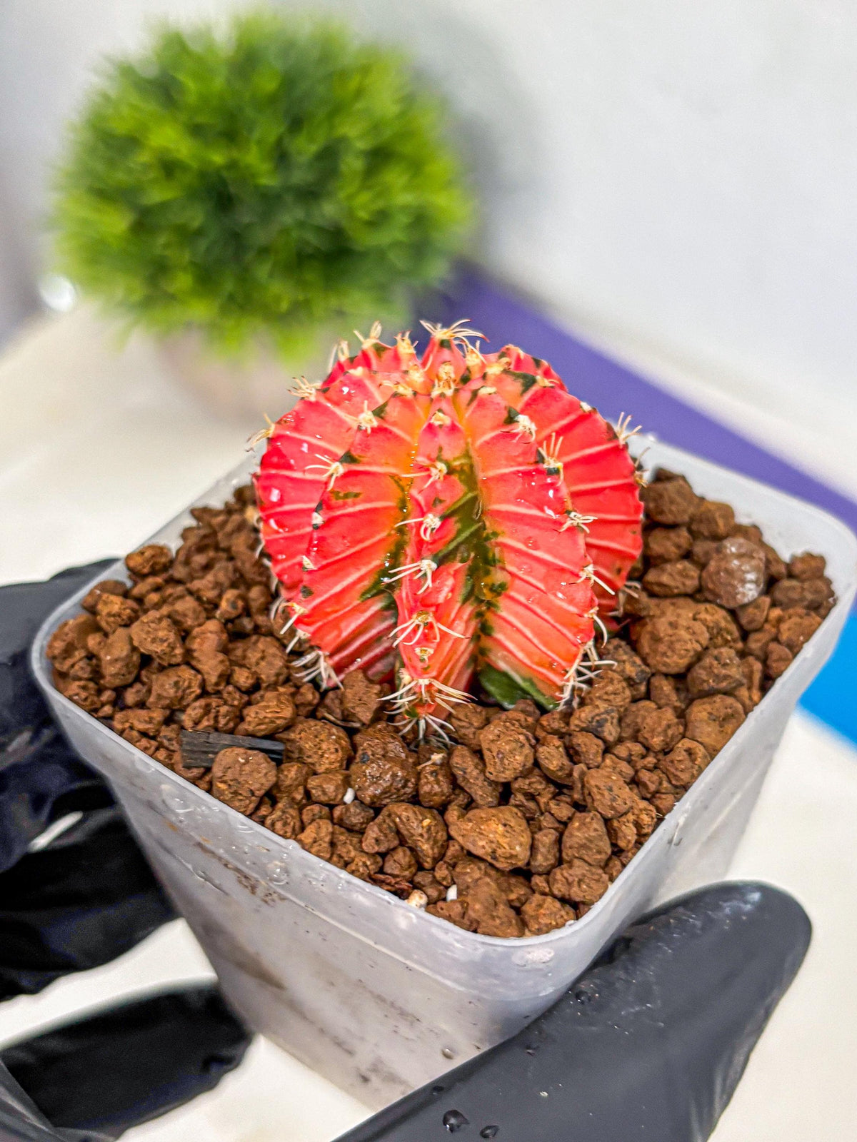 Gymnocalycium Crystal Jelly (gy23) (5) | Special Hybrid cactus