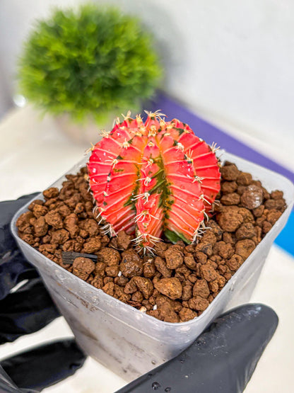 Gymnocalycium Crystal Jelly (gy23) (5) | Special Hybrid cactus