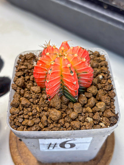 Gymnocalycium Crystal Jelly (gy23) (6) | Special Hybrid cactus
