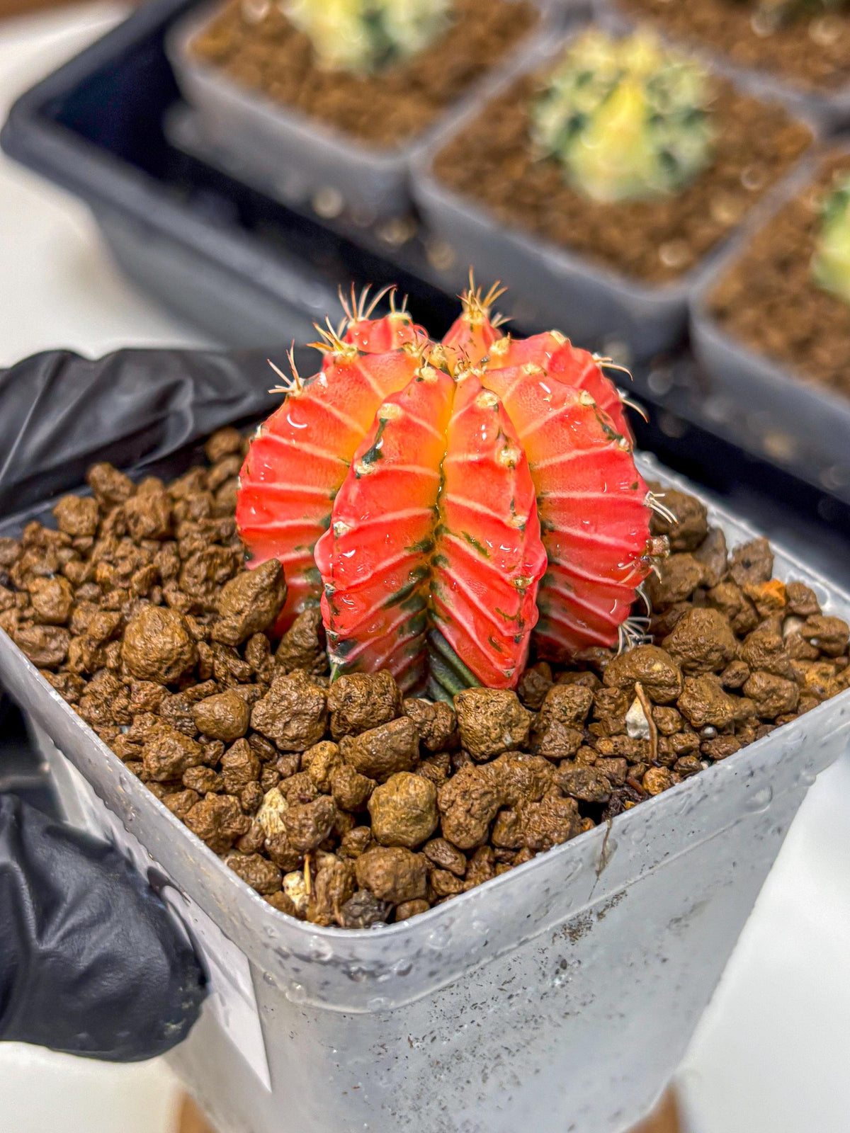 Gymnocalycium Crystal Jelly (gy23) (6) | Special Hybrid cactus