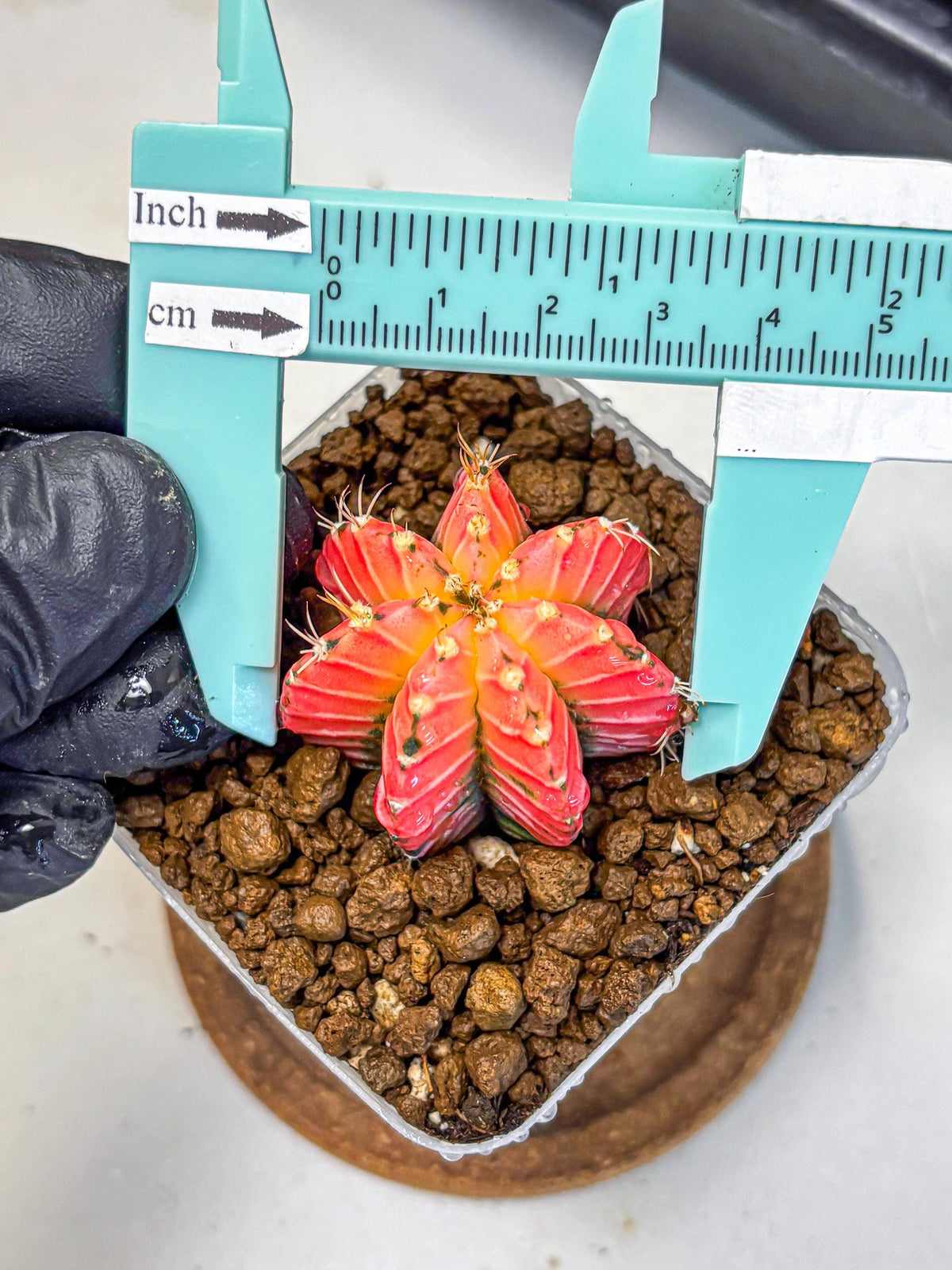 Gymnocalycium Crystal Jelly (gy23) (6) | Special Hybrid cactus