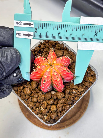 Gymnocalycium Crystal Jelly (gy23) (6) | Special Hybrid cactus