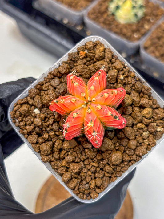 Gymnocalycium Crystal Jelly (gy23) (6) | Special Hybrid cactus
