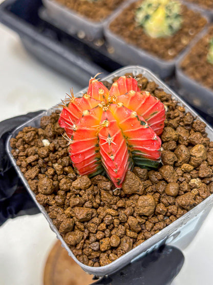 Gymnocalycium Crystal Jelly (gy23) (6) | Special Hybrid cactus
