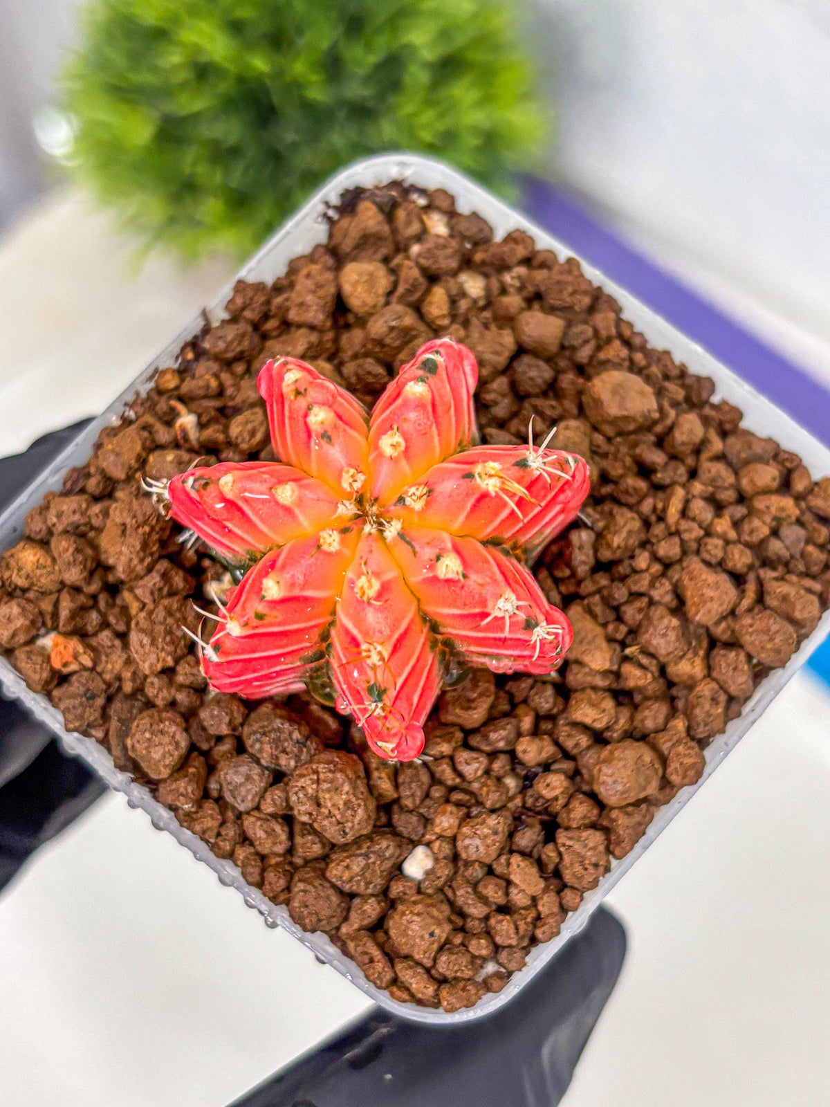 Gymnocalycium Crystal Jelly (gy23) (6) | Special Hybrid cactus