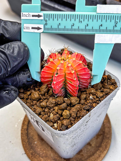 Gymnocalycium Crystal Jelly (gy23) (6) | Special Hybrid cactus