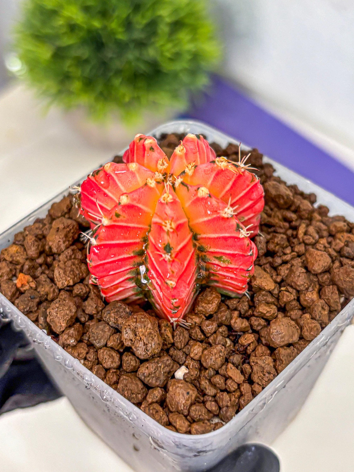 Gymnocalycium Crystal Jelly (gy23) (6) | Special Hybrid cactus