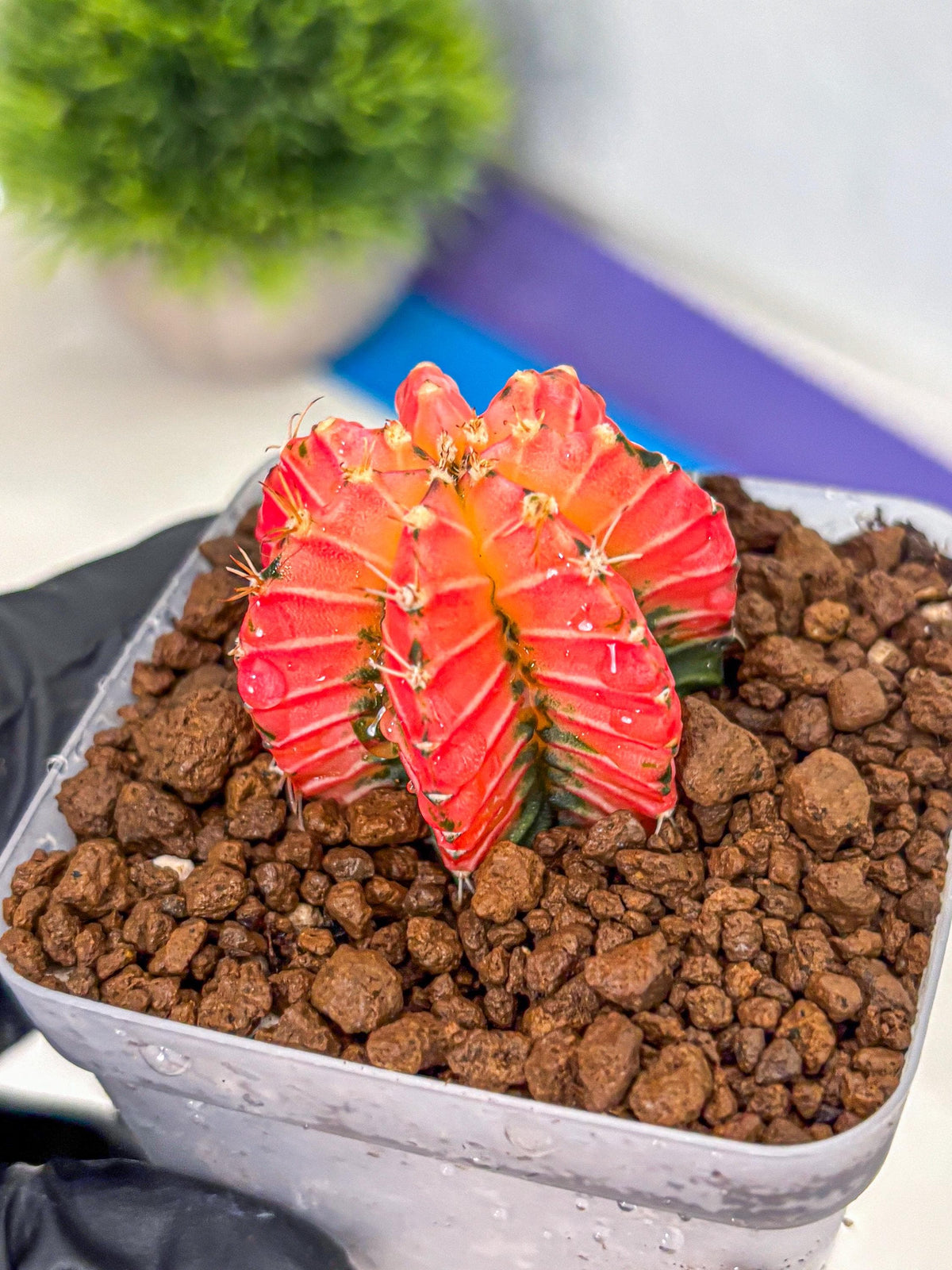 Gymnocalycium Crystal Jelly (gy23) (6) | Special Hybrid cactus