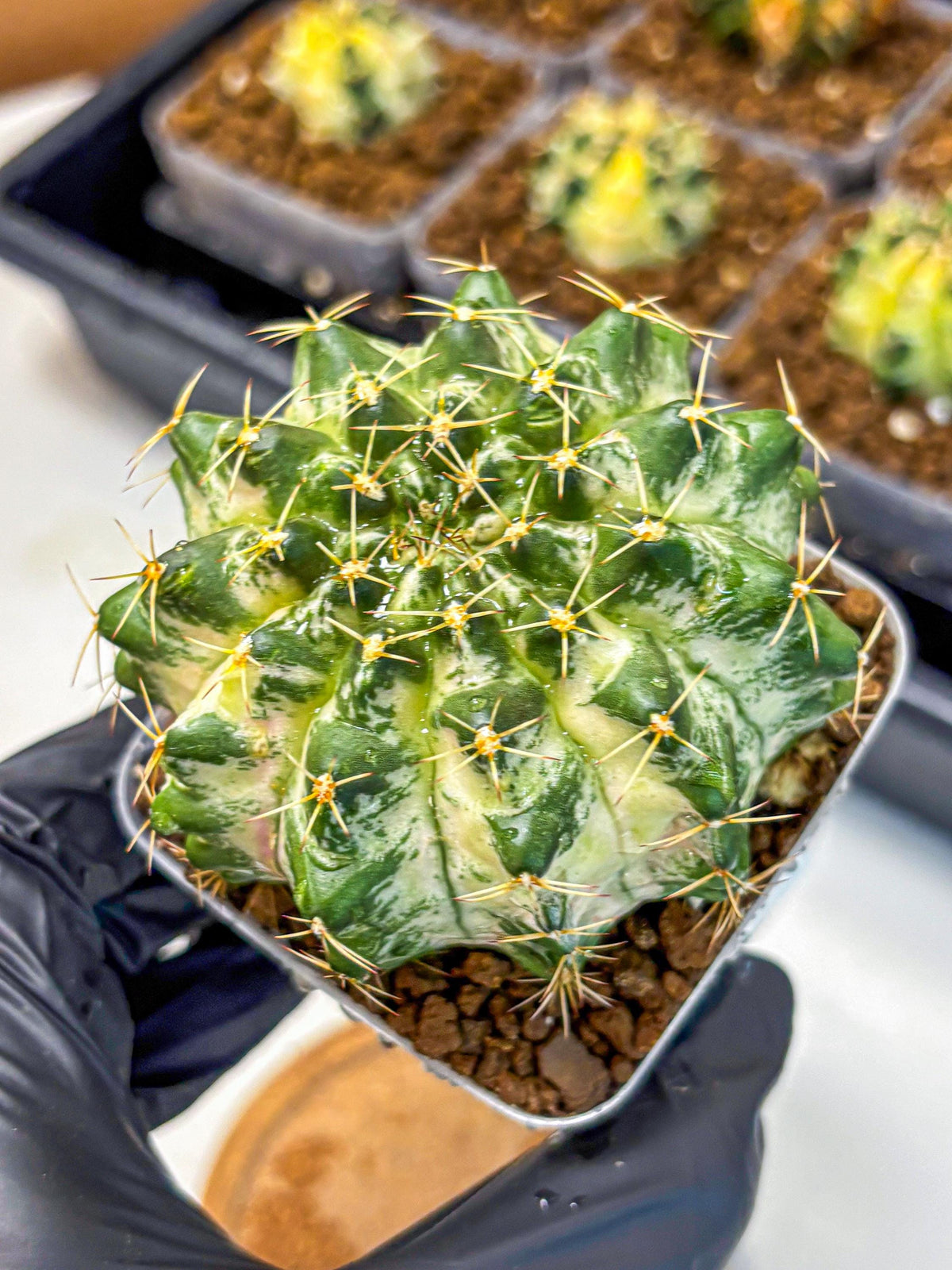 Gymnocalycium Marble (gy23) (7) | collectables