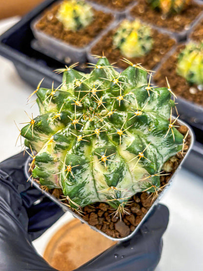 Gymnocalycium Marble (gy23) (7) | collectables