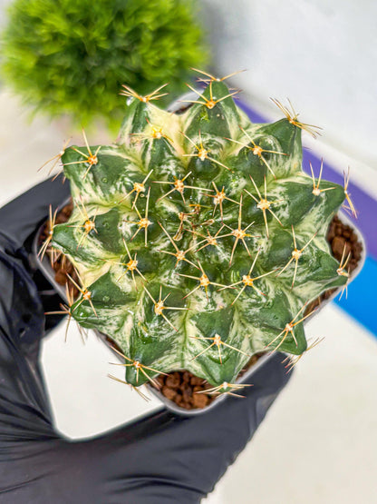 Gymnocalycium Marble (gy23) (7) | collectables