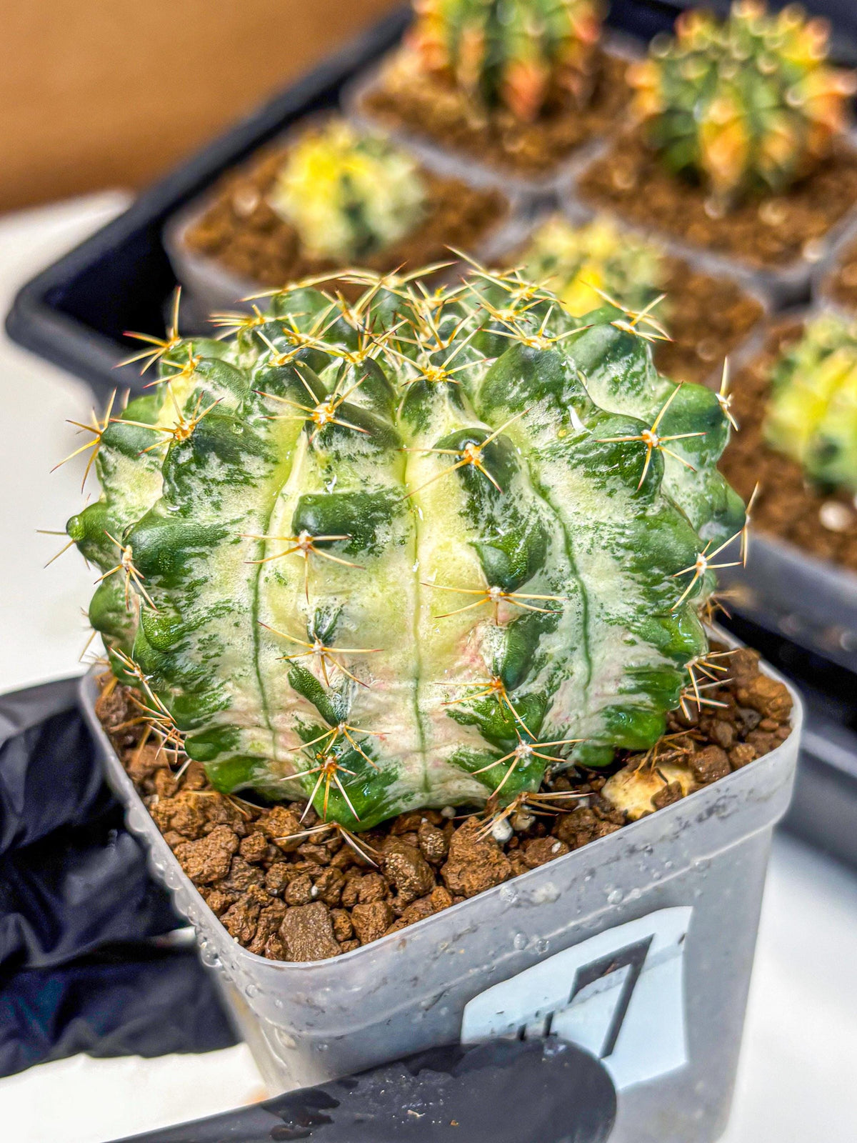 Gymnocalycium Marble (gy23) (7) | collectables