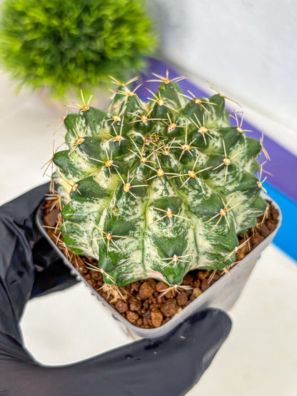 Gymnocalycium Marble (gy23) (7) | collectables