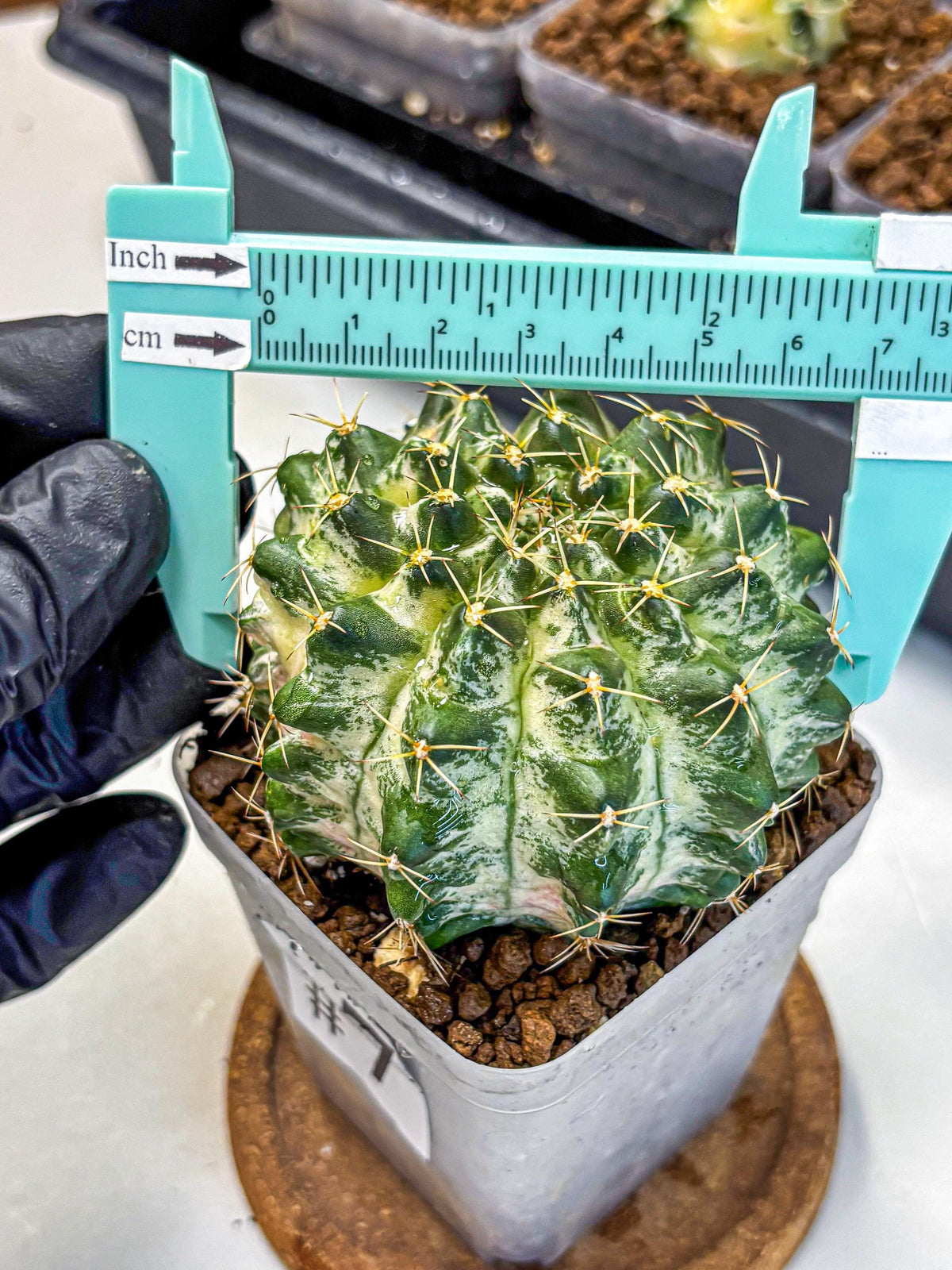 Gymnocalycium Marble (gy23) (7) | collectables
