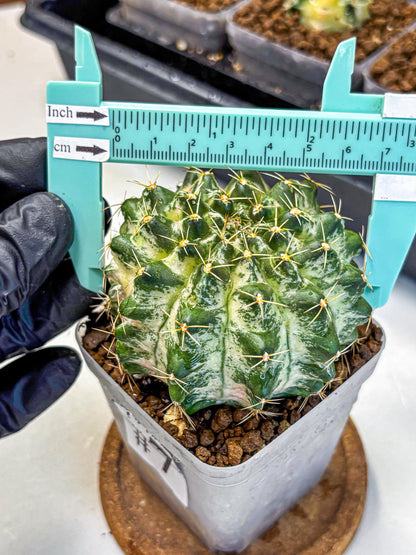 Gymnocalycium Marble (gy23) (7) | collectables