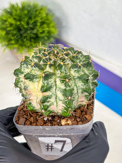 Gymnocalycium Marble (gy23) (7) | collectables