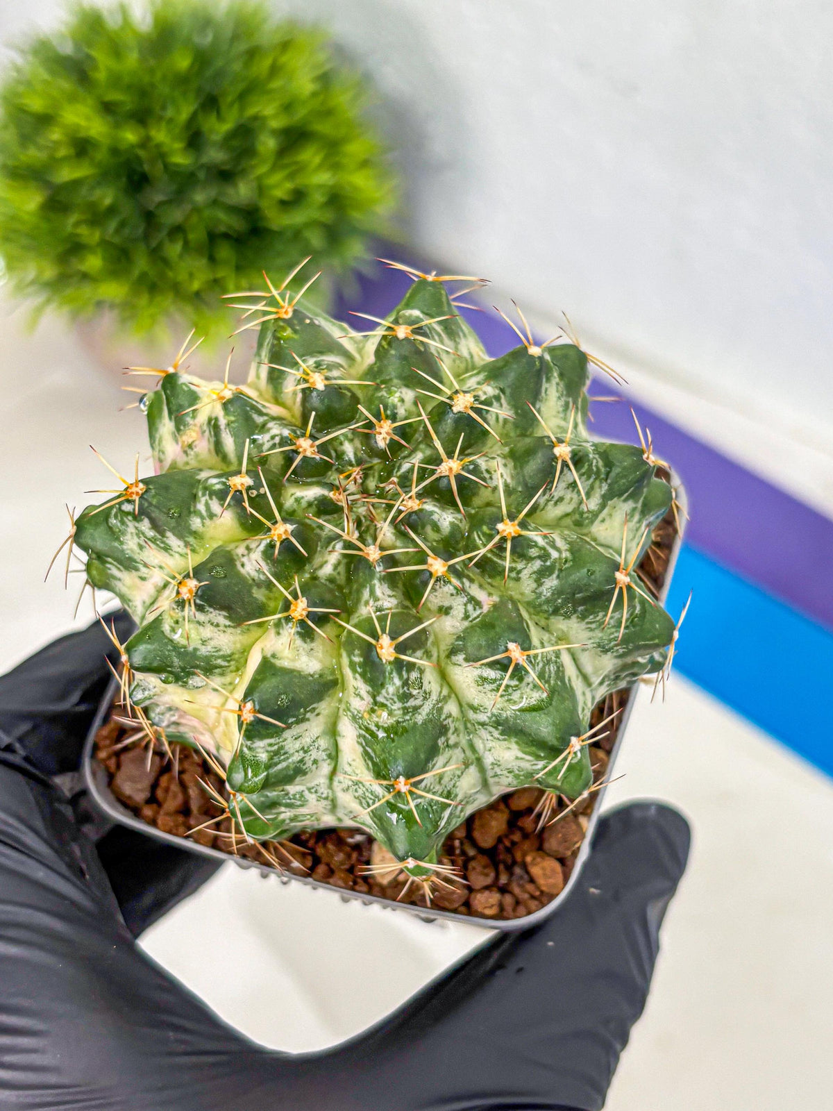 Gymnocalycium Marble (gy23) (7) | collectables