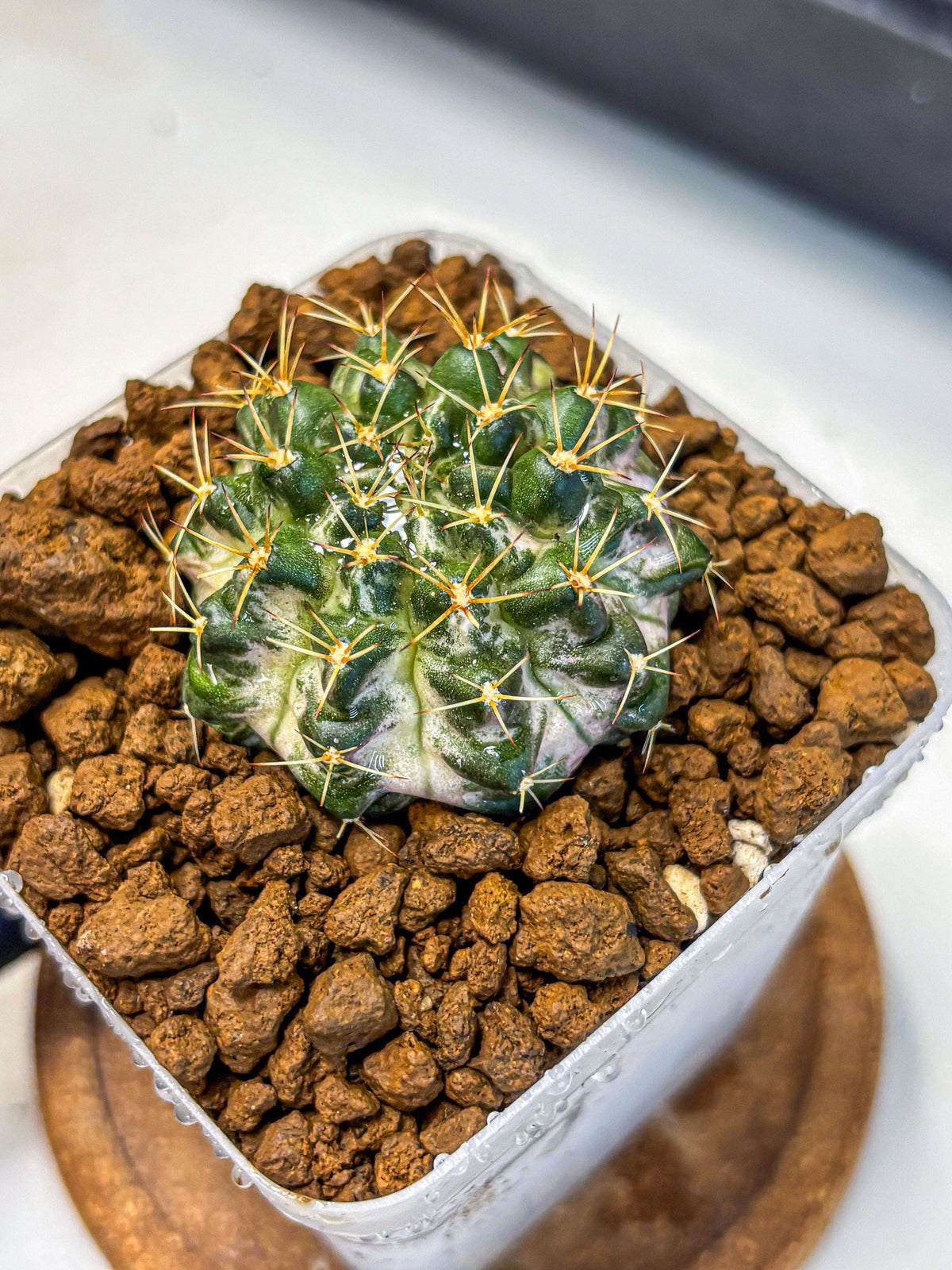 Gymnocalycium Marble (gy23) (8) | collectables
