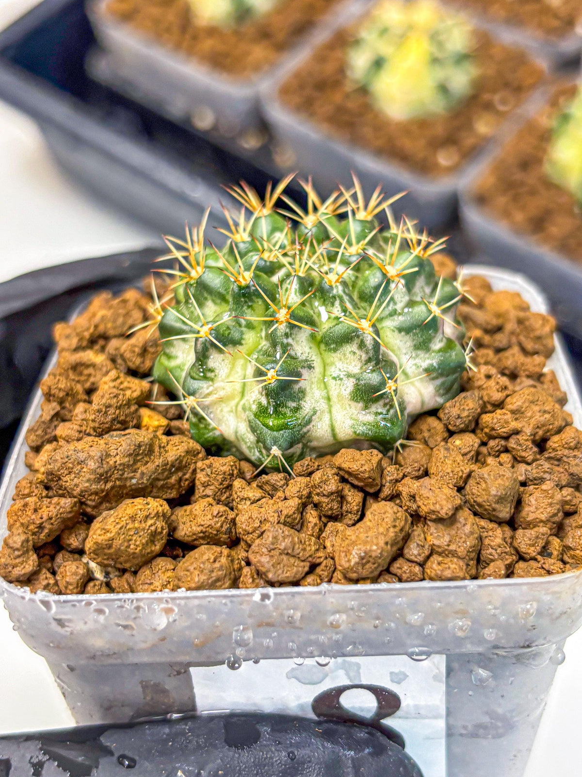 Gymnocalycium Marble (gy23) (8) | collectables