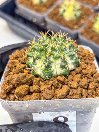 Gymnocalycium Marble (gy23) (8) | collectables