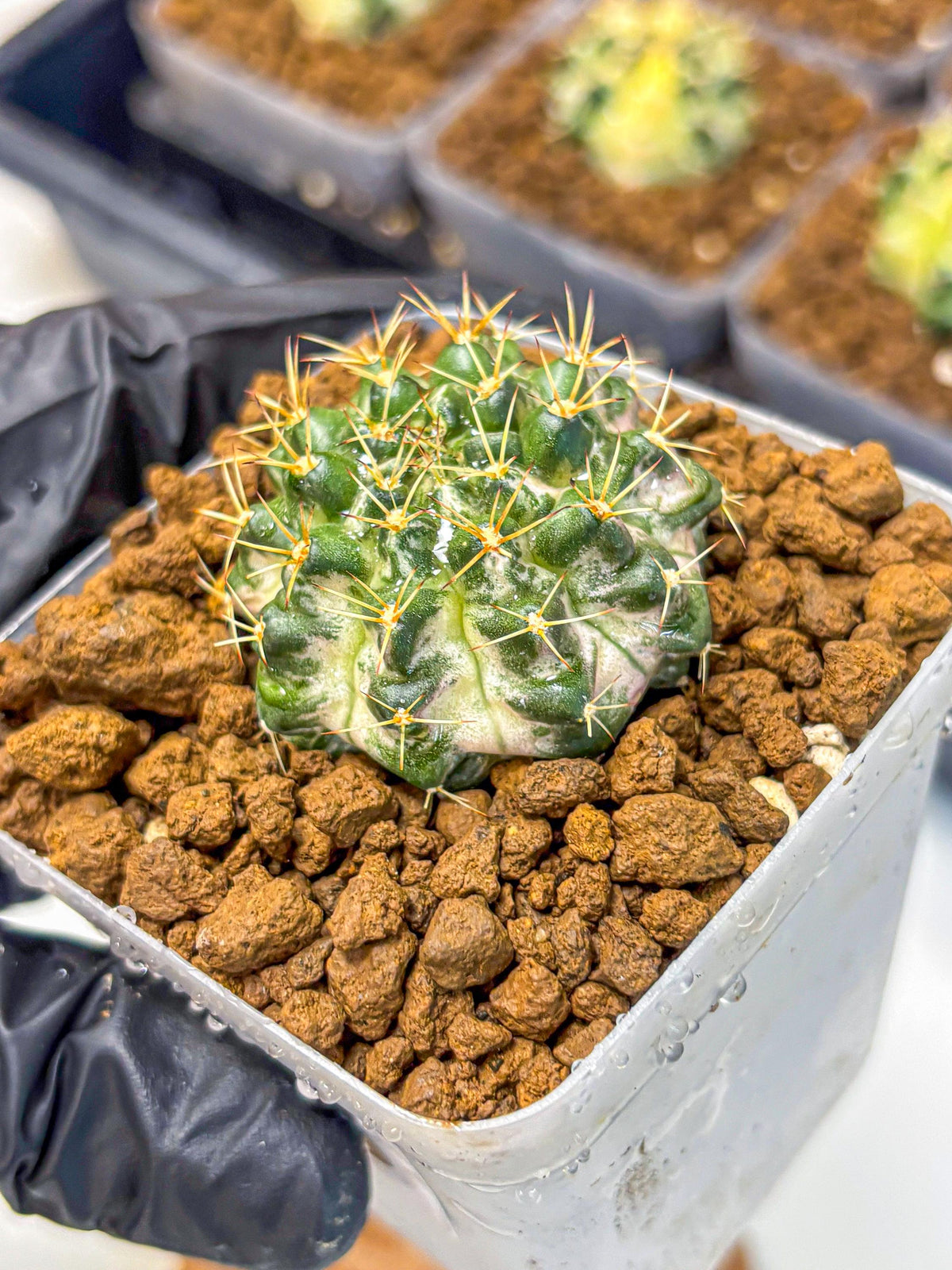 Gymnocalycium Marble (gy23) (8) | collectables