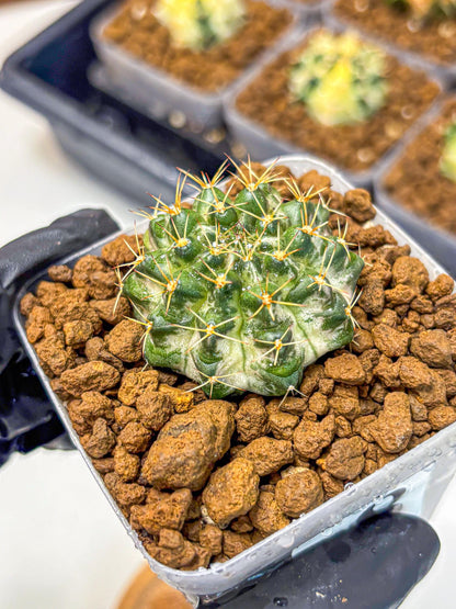 Gymnocalycium Marble (gy23) (8) | collectables