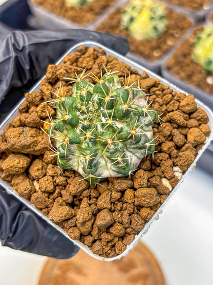 Gymnocalycium Marble (gy23) (8) | collectables