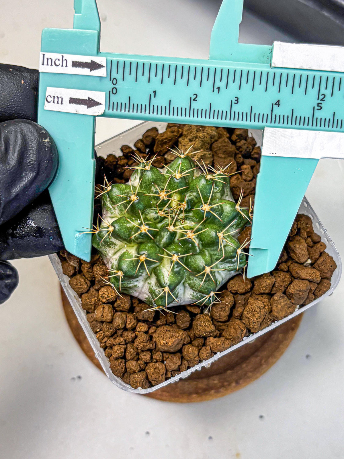 Gymnocalycium Marble (gy23) (9) | collectables